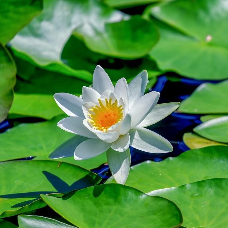 Nénuphar blanc - Nymphaea