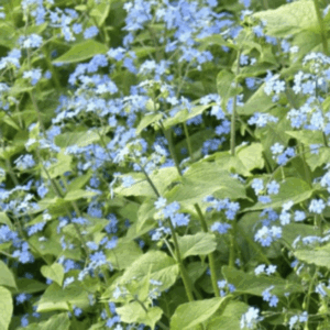 Petite bourrache - Omphalodes