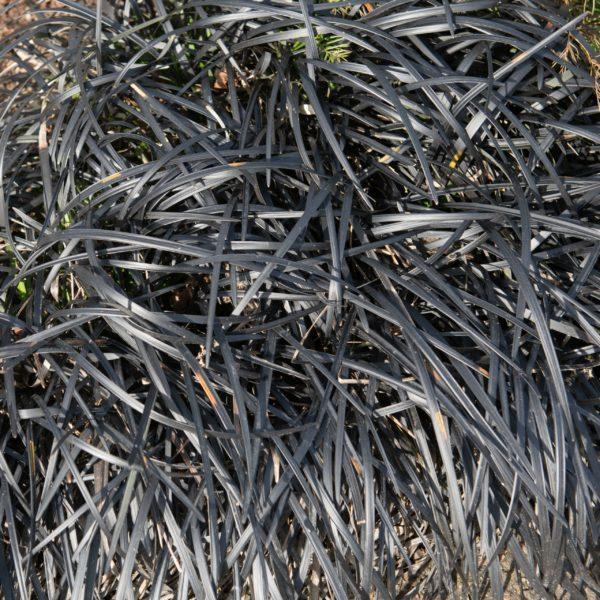 Barbe de serpent noir - Ophiopogon