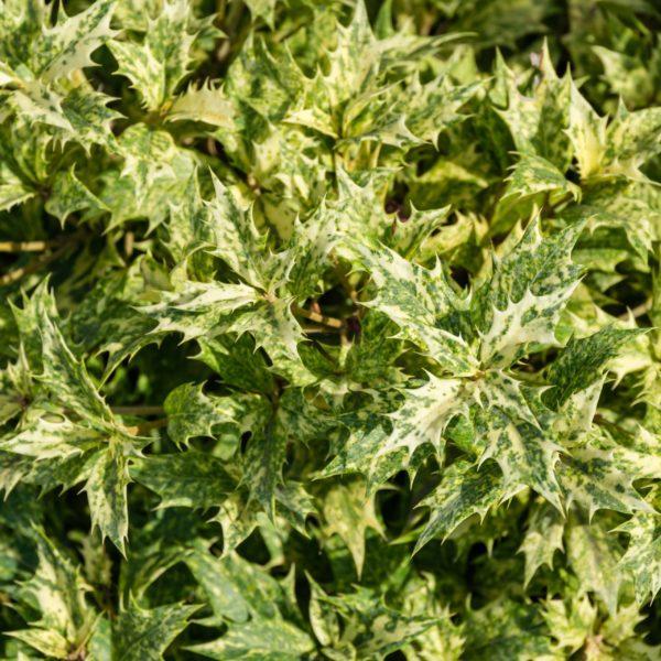 Osmanthe à feuilles variables 'Goshiki' - Osmanthus