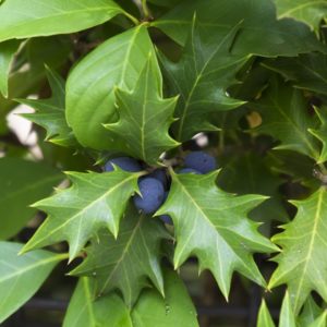 Osmanthe à feuilles variables - Osmanthus