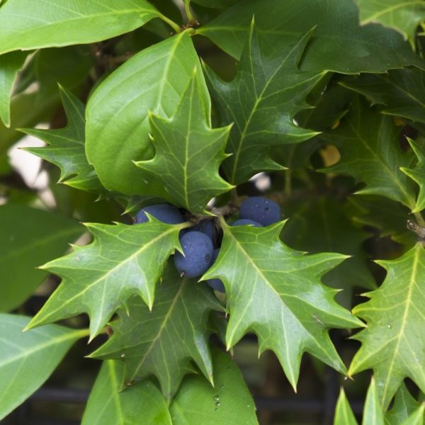 Osmanthe à feuilles variables - Osmanthus