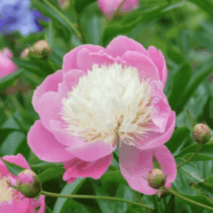 Pivoine herbacée 'Bowl of Beauty'