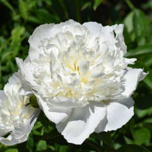 Pivoine herbacée 'Duchesse de Nemours' - Paeonia