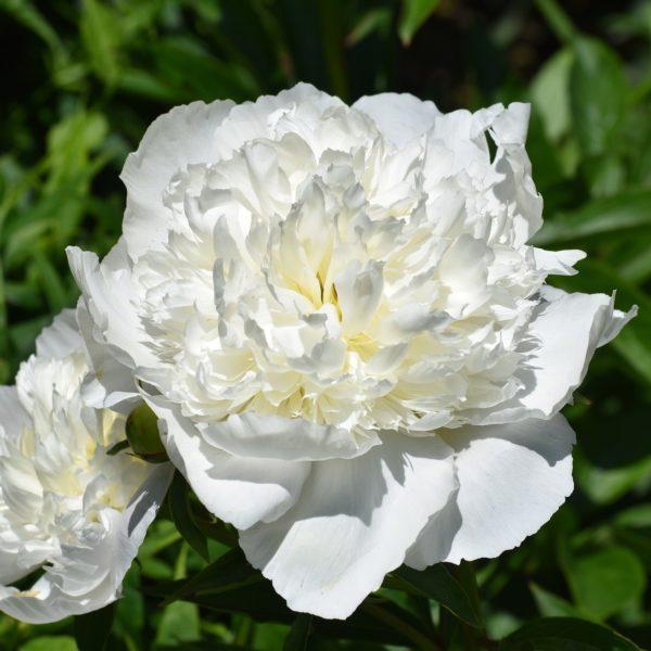 Pivoine herbacée 'Duchesse de Nemours' - Paeonia