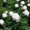 Pivoine herbacée 'Festiva Maxima' - Paeonia