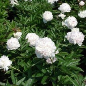 Pivoine herbacée 'Festiva Maxima' - Paeonia