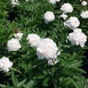 Pivoine herbacée 'Festiva Maxima'