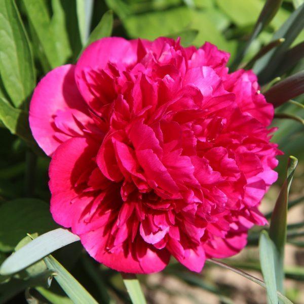 Pivoine herbacée 'Karl Rosenfield' - Paeonia