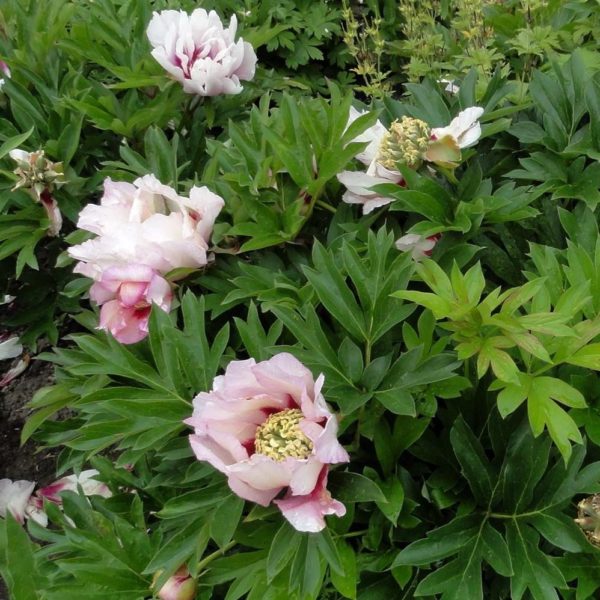Pivoine arborescente Itoh 'Pastel Splendour' - Paeonia