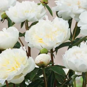 Pivoine herbacée 'Laura Desert ' - Paeonia BIO