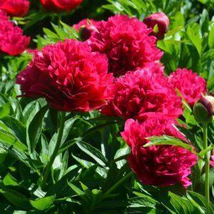 Pivoine herbacée 'Red Charme" - Paeonia BIO