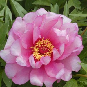 Pivoine arborescente Itoh 'First Arrival' - Paeonia