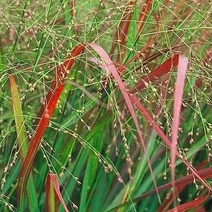 Panic érigé 'Rehbraun' - Panicum