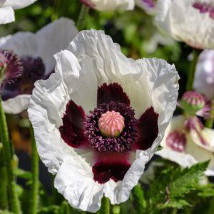 Pavot d'Orient blanc - Papaver