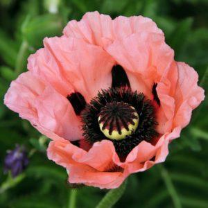 Pavot d'Orient rose - Papaver BIO