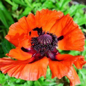 Pavot d'Orient rouge - Papaver