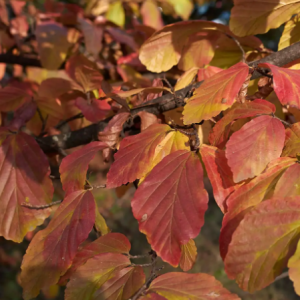 Hêtre de Perse - Parrotia