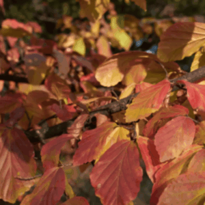 Hêtre de Perse - Parrotia