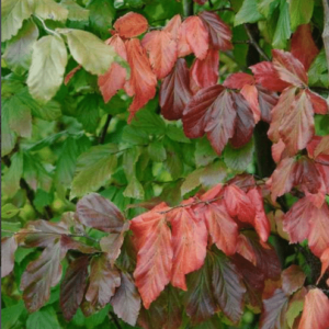 Hêtre de Perse 'Vanessa' - Parrotia