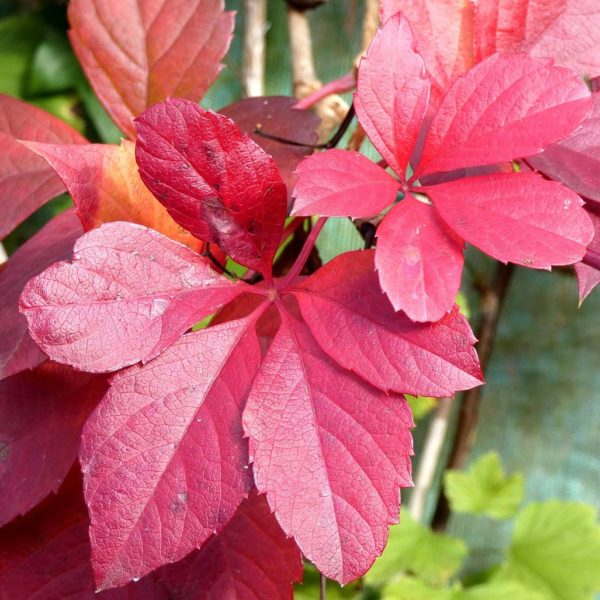 Vigne vierge de Virginie - Parthenocissus (retiré de l'assortiment)