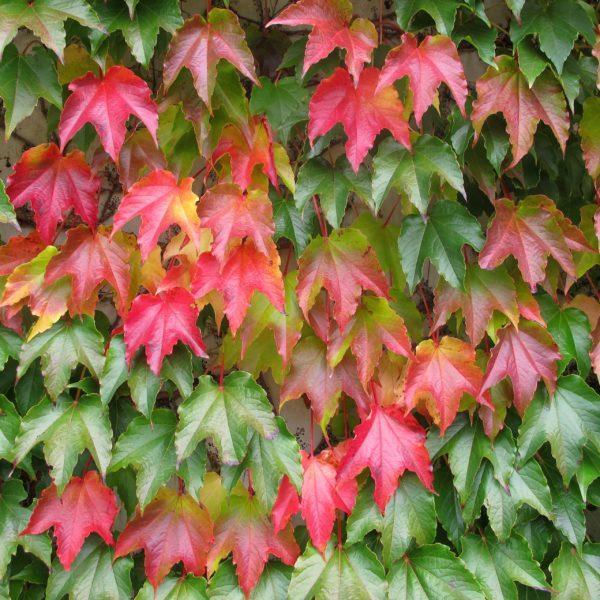 Vigne vierge - Parthenocissus(retiré de l'assortiment)