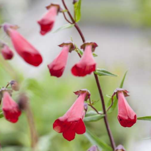 Penstemon 'Schonholzeri"- Pensemon hybrida BIO