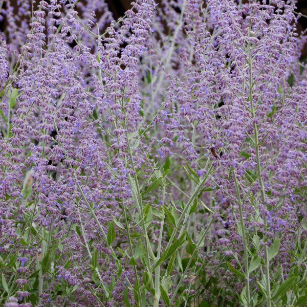 Sauge d'Afghanistan - Perovskia- Bio Le Bourgeon