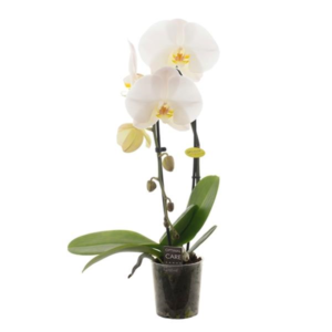 Orchidée Phalaenopsis blanc
