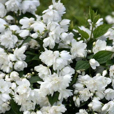 Seringat 'Minnesota Snowflake' - Philadelphus