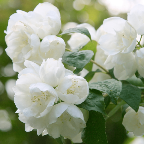 Seringat 'Virginal' - Philadelphus