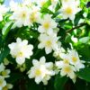 Seringat, Jasmin des poêtes - Philadelphus- Bio Le Bourgeon