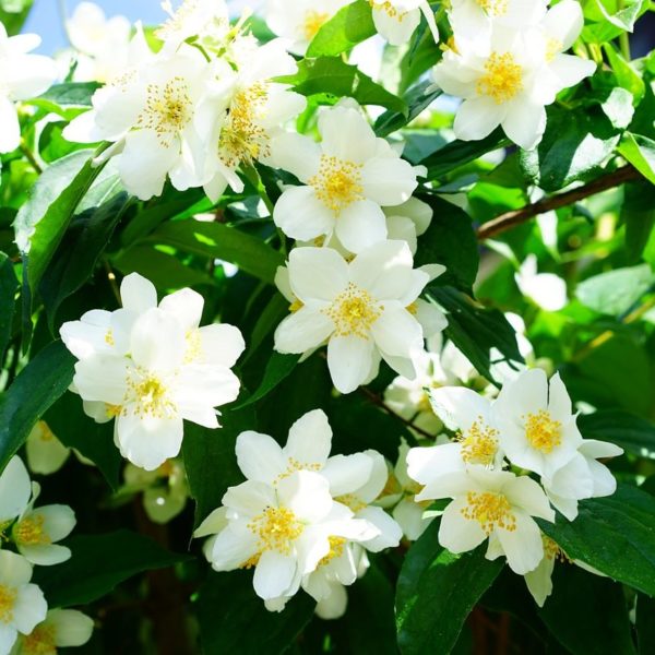 Seringat, Jasmin des poêtes - Philadelphus- Bio Le Bourgeon