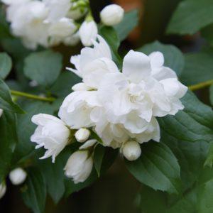 Seringat 'Snowbelle' - Philadelphus -Bio Le Bourgeon