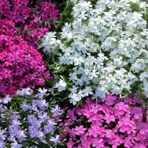 Phlox mousse en différents coloris - Phlox