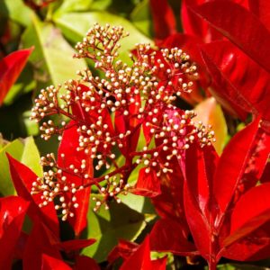 Photinia 'Red Robin'
