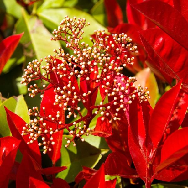 Photinia 'Red Robin'