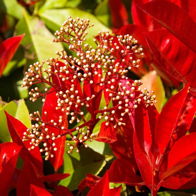 Photinia 'Red Robin'