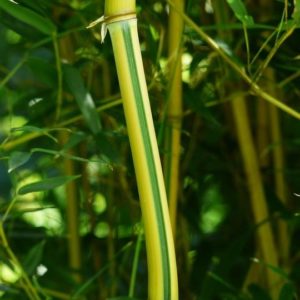 Bambou aureosulcata 'Spectabilis' - Phyllostachys