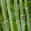 Bambou bissetii - Phyllostachys
