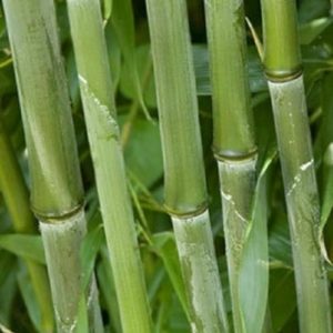 Bambou bissetii - Phyllostachys
