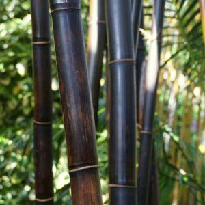 Bambou noir - Phyllostachys