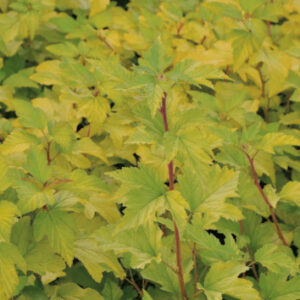 Physocarpe 'Caramel' - Physocarpus