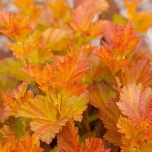 Physocarpe 'Amber Jubilee' - Physocarpus