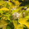Physocarpe 'Dart's Gold' - Physocarpus- Bio Le Bourgeon