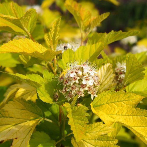Physocarpe 'Dart's Gold' - Physocarpus- Bio Le Bourgeon