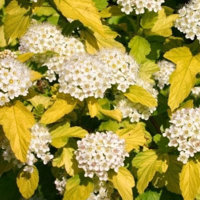 Physocarpe à feuilles d'obier 'Angel Gold' - Physocarpus