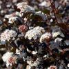 Physocarpe à feuilles d'obier 'Diabolo' - Physocarpus- Bio Le Bourgeon