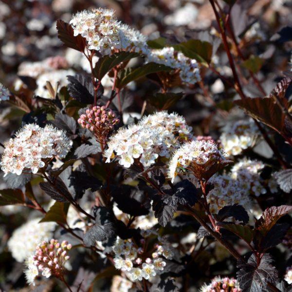 Physocarpe à feuilles d'obier 'Diabolo' - Physocarpus- Bio Le Bourgeon