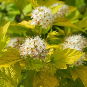 Physocarpe 'Tiny Wine Gold' - Physocarpus